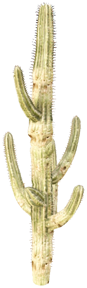 prop_cactus_01e