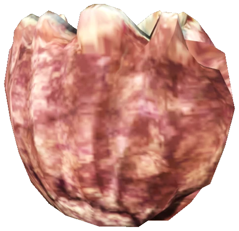 prop_cora_clam_01