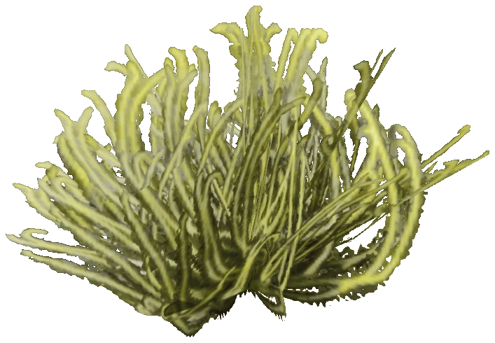 prop_coral_bush_01