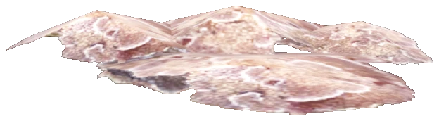 prop_coral_flat_01_l1