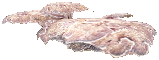 prop_coral_flat_01