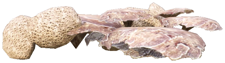 prop_coral_flat_brainy