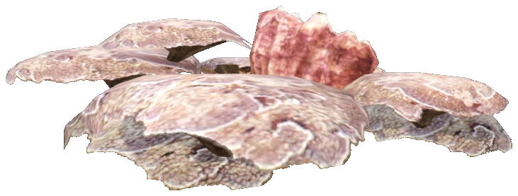 prop_coral_flat_clam