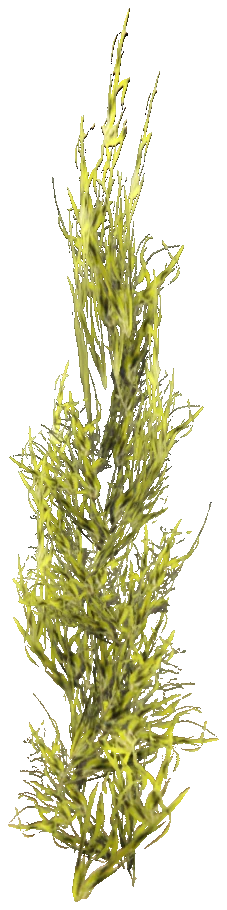 prop_coral_kelp_01