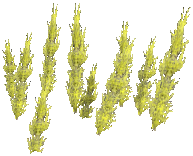 prop_coral_kelp_02_l1
