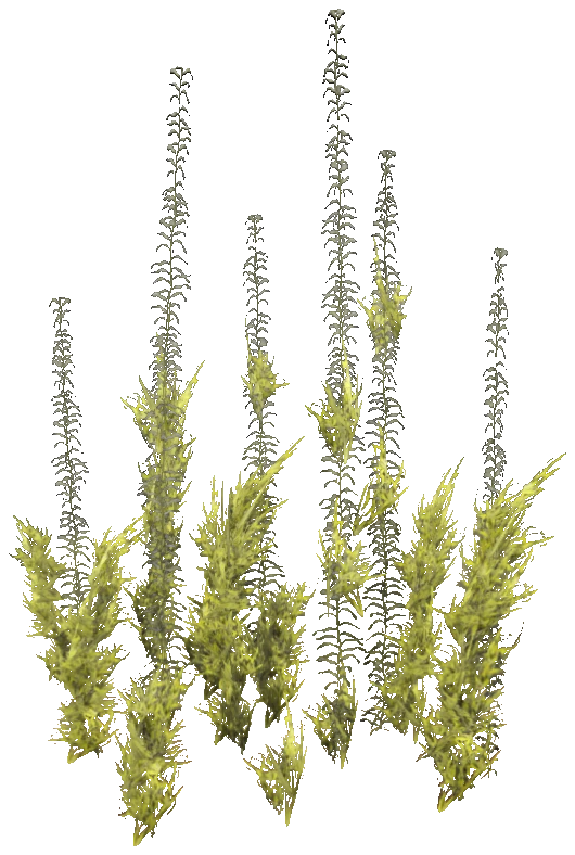 prop_coral_kelp_02