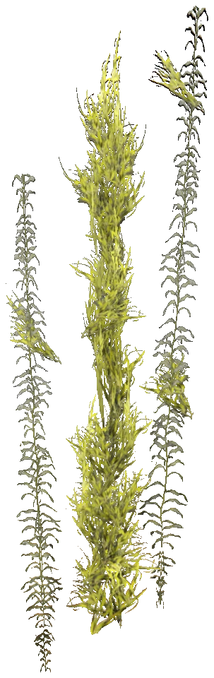 prop_coral_kelp_03