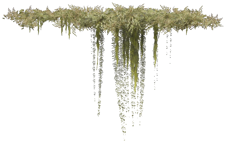 prop_coral_kelp_03a