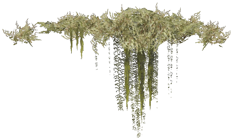 prop_coral_kelp_03b
