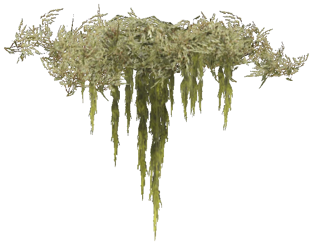 prop_coral_kelp_03c