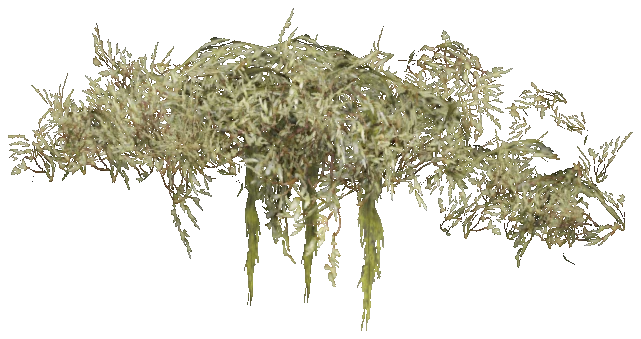 prop_coral_kelp_03d