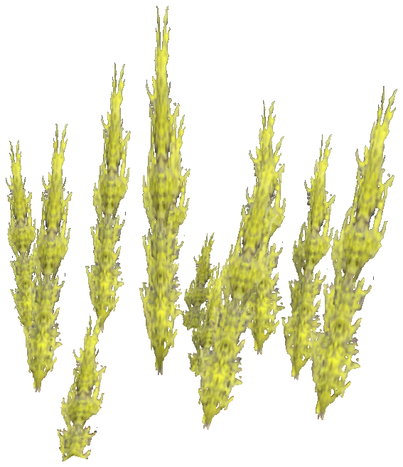 prop_coral_kelp_04_l1