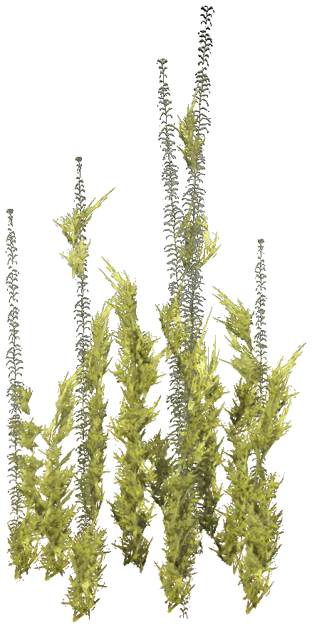 prop_coral_kelp_04