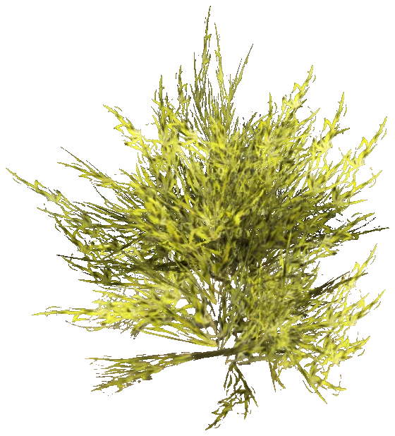 prop_coral_sweed_01