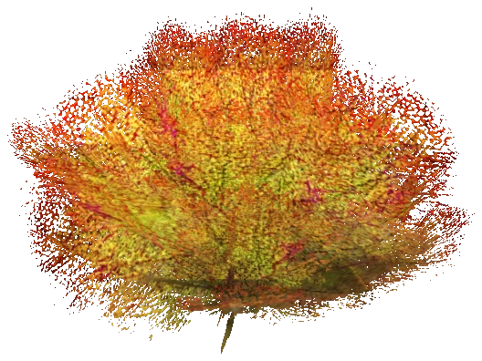 prop_coral_sweed_03