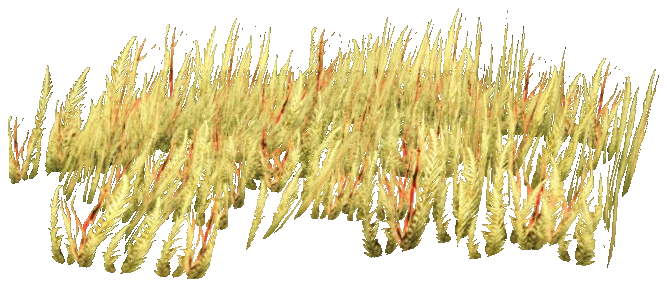prop_coral_sweed_04