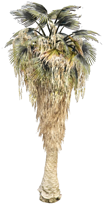 prop_fan_palm_01a
