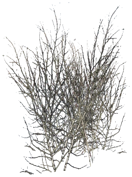 prop_grass_dry_02