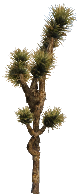 prop_joshua_tree_02b