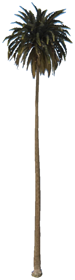 prop_palm_med_01d