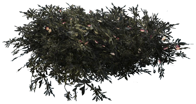 prop_plant_cane_02a