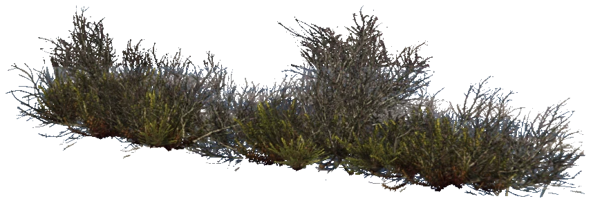 prop_plant_group_05