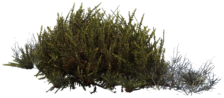 prop_plant_group_05b