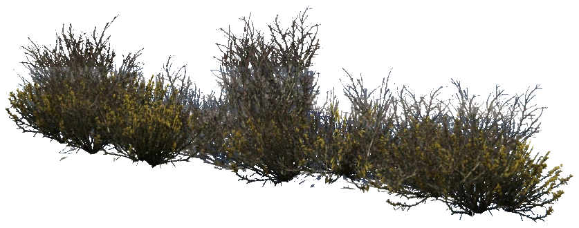 prop_plant_group_05d