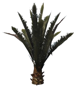 prop_plant_palm_01b