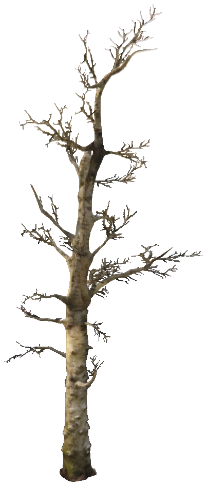 prop_s_pine_dead_01