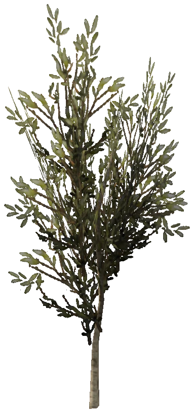 prop_sapling_break_01
