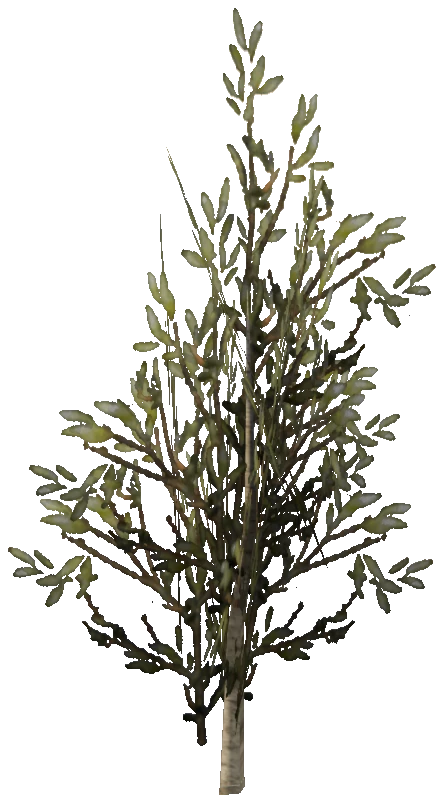 prop_sapling_break_02