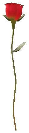 prop_single_rose