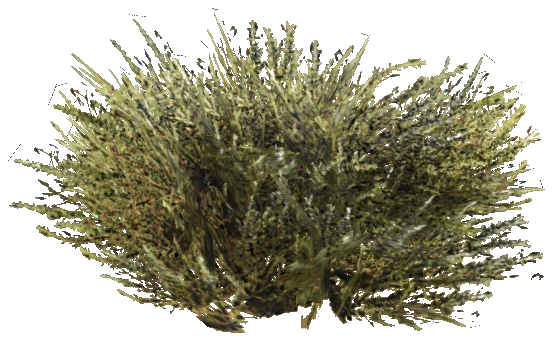 prop_skunk_bush_01