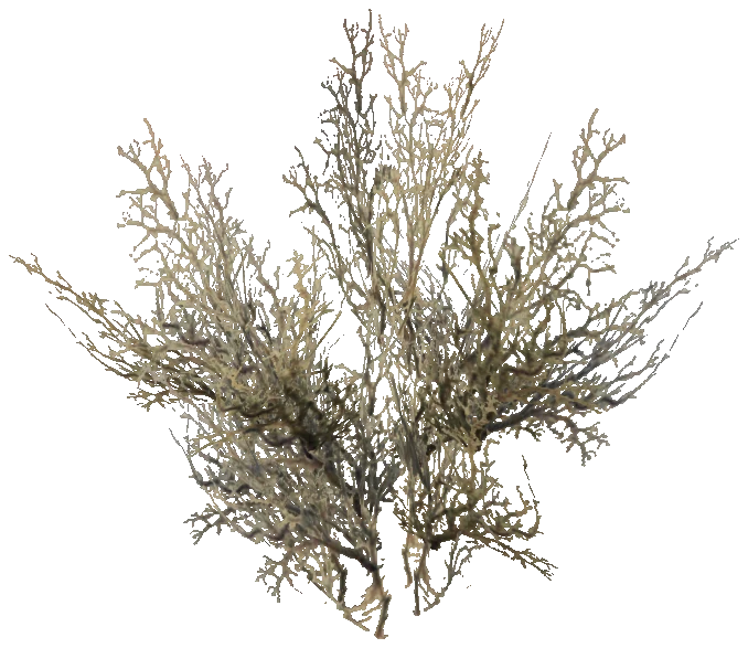 prop_snow_bush_03