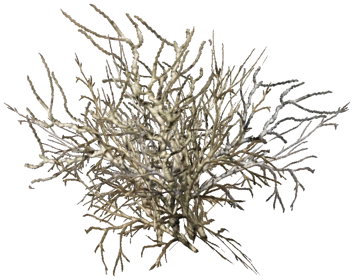 prop_snow_bush_04
