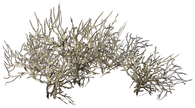 prop_snow_bush_04b