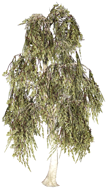 prop_tree_birch_01