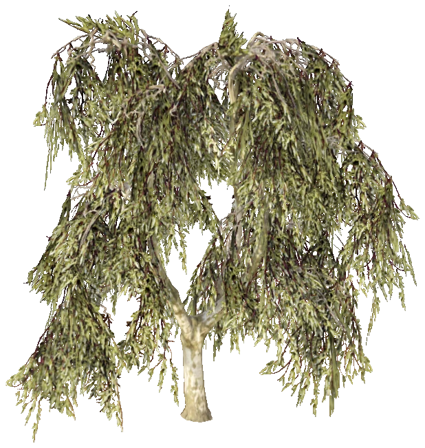 prop_tree_birch_02