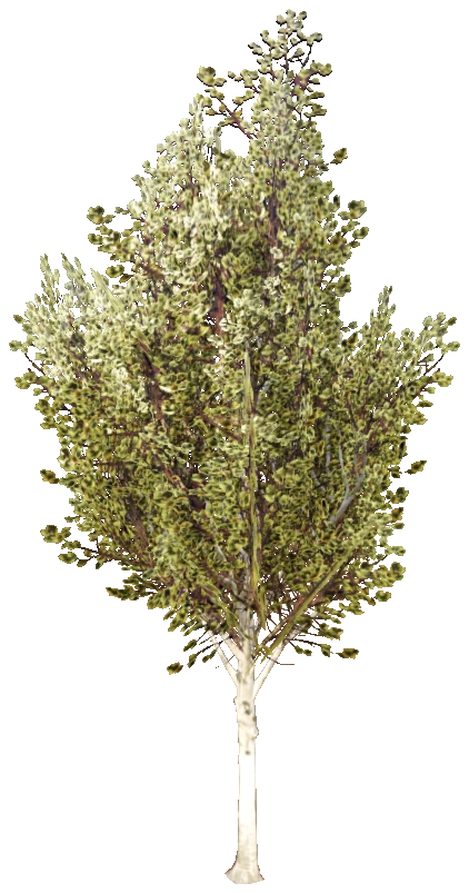prop_tree_birch_03