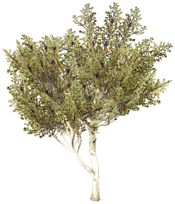 prop_tree_birch_03b