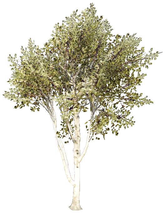 prop_tree_birch_04