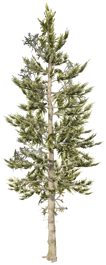 prop_tree_cedar_02