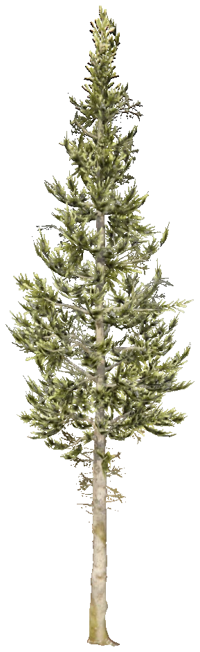 prop_tree_cedar_03