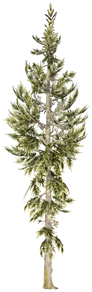 prop_tree_cedar_04