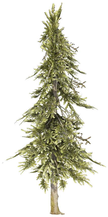 prop_tree_cedar_s_01