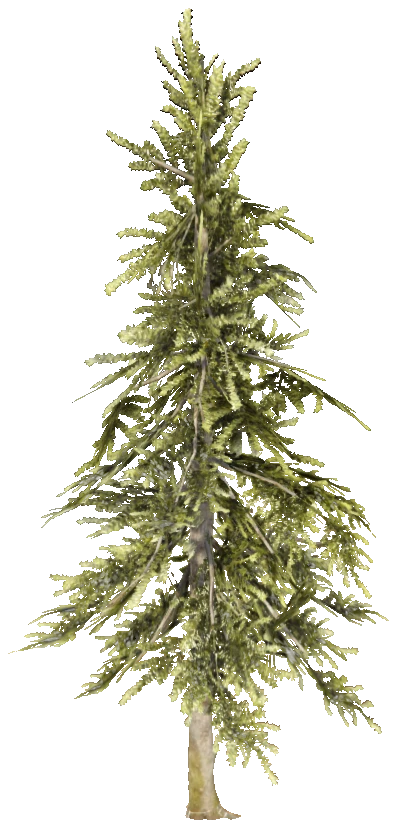 prop_tree_cedar_s_02