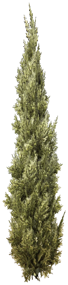prop_tree_cedar_s_04