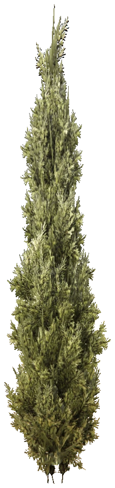 prop_tree_cedar_s_05
