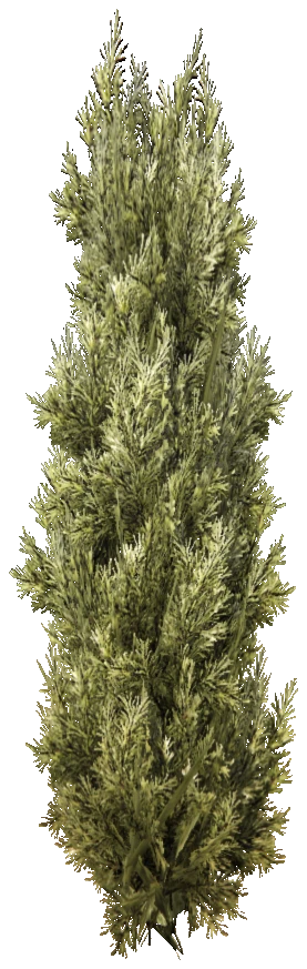 prop_tree_cedar_s_06
